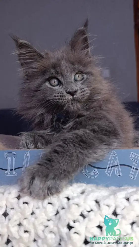 Phantom Maine Coon male blue - live animals