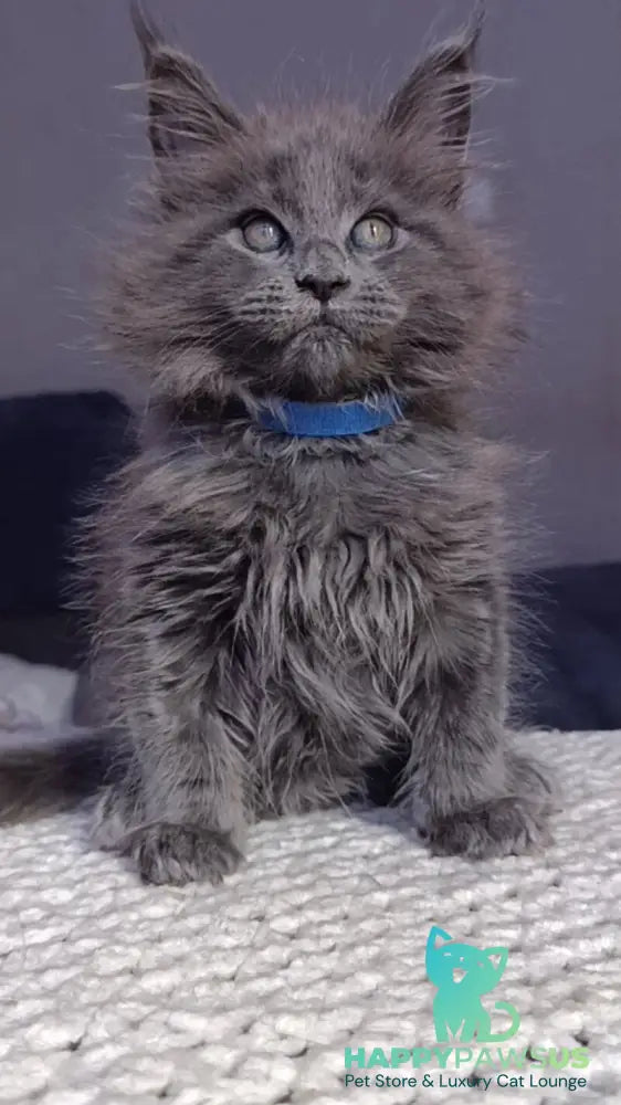 Phantom Maine Coon male blue - live animals