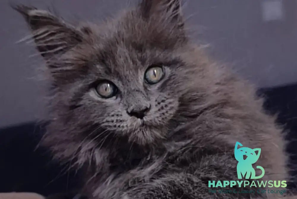 Phantom Maine Coon male blue - live animals