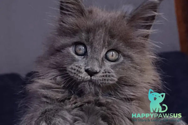 Phantom Maine Coon male blue - live animals