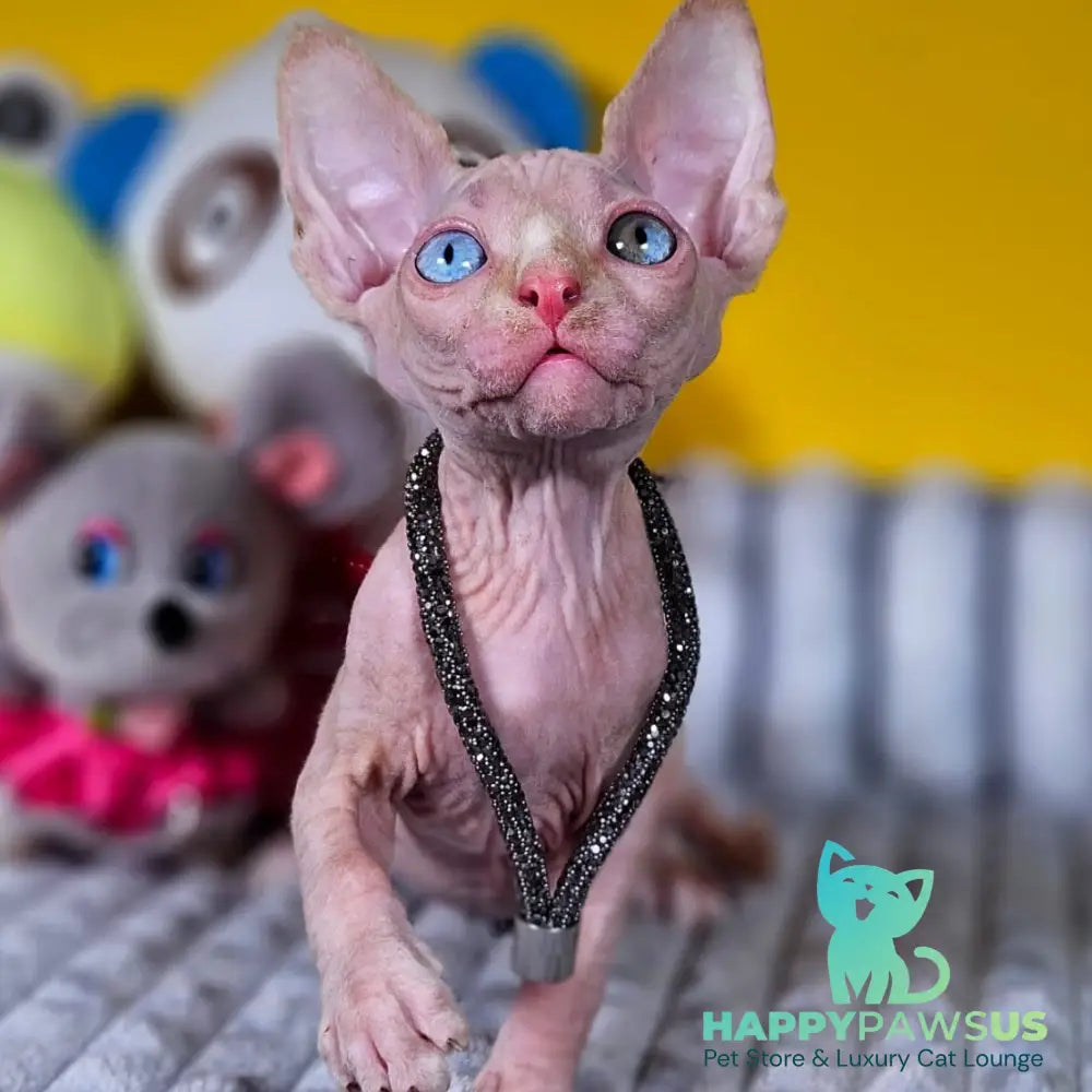 Pharaoh Canadian Sphynx male red tabby - live animals