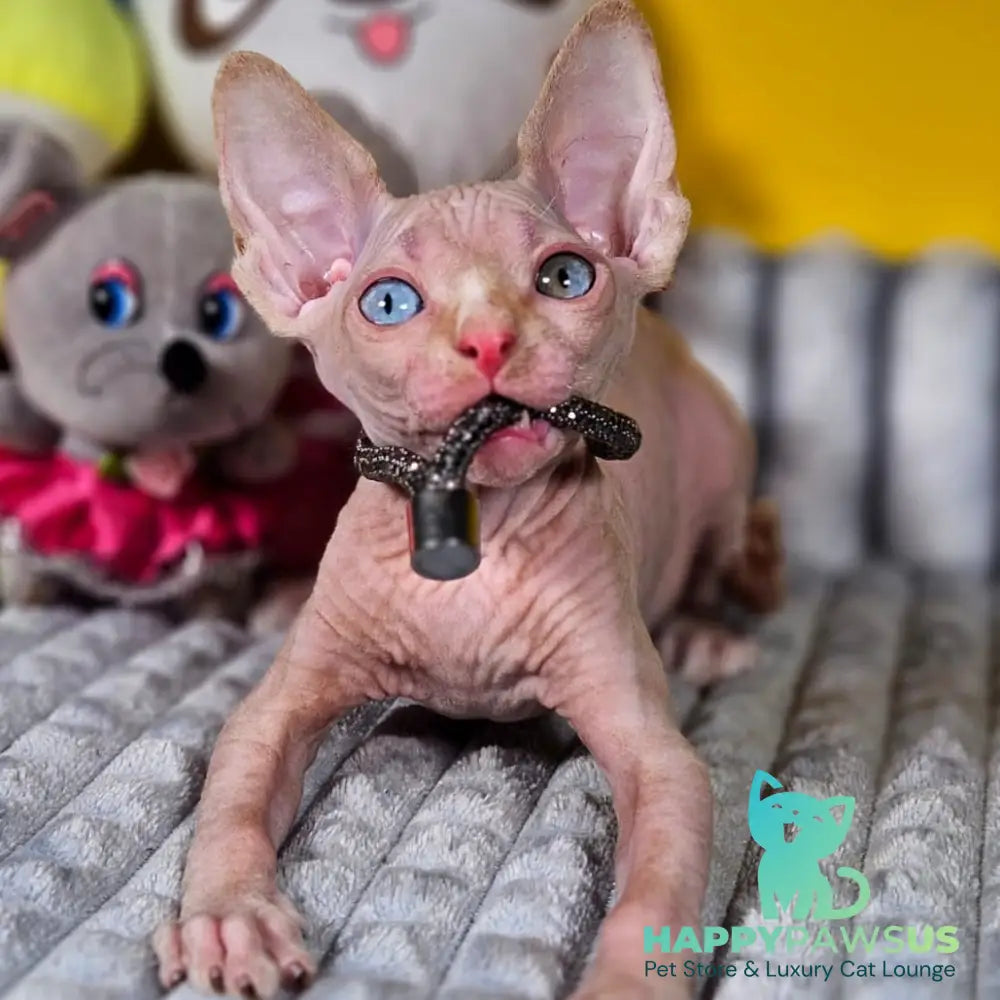 Pharaoh Canadian Sphynx male red tabby - live animals