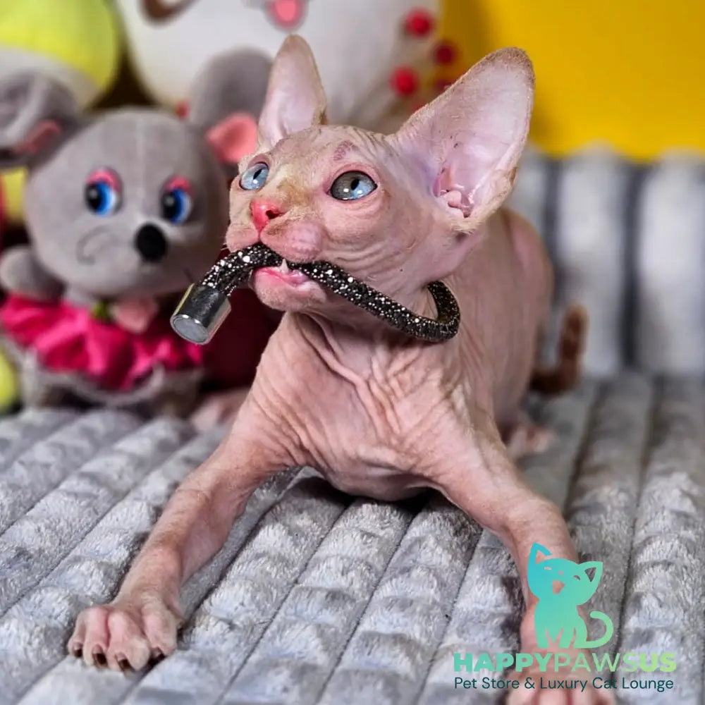 Pharaoh Canadian Sphynx male red tabby - live animals