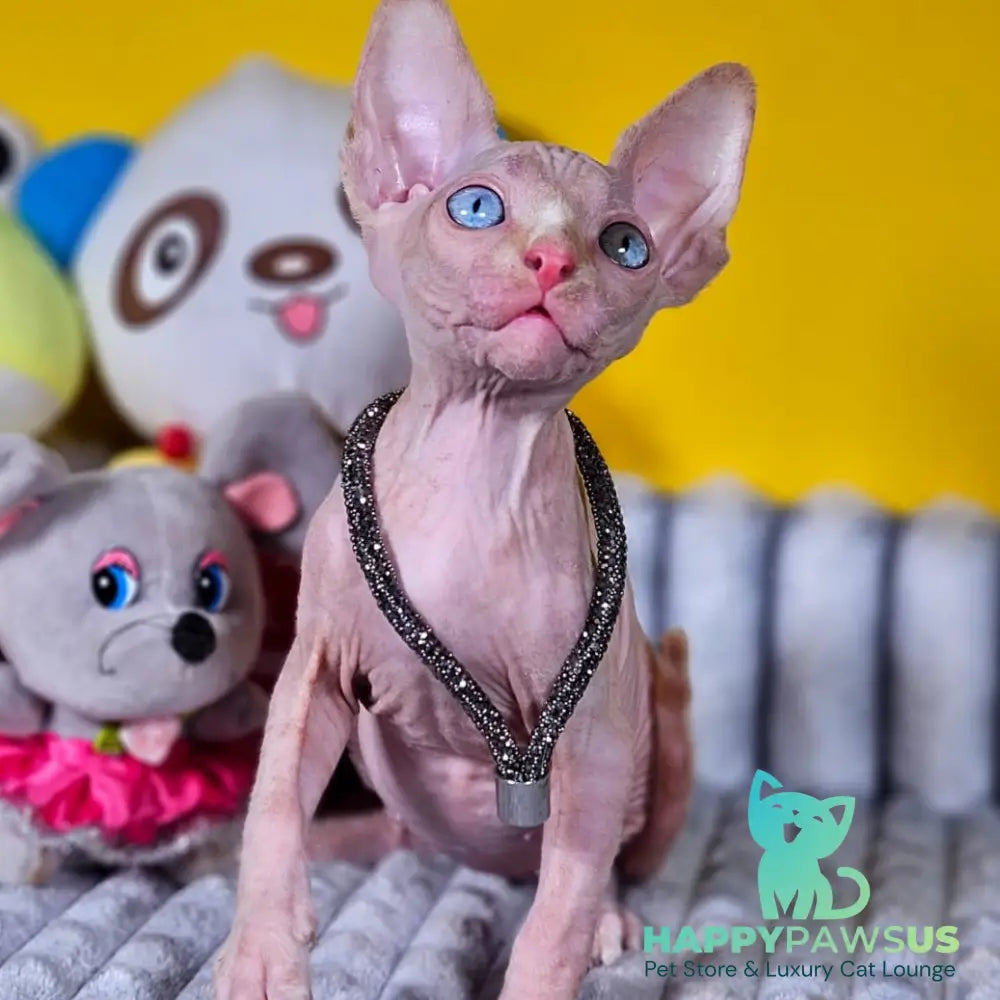 Pharaoh Canadian Sphynx male red tabby - live animals