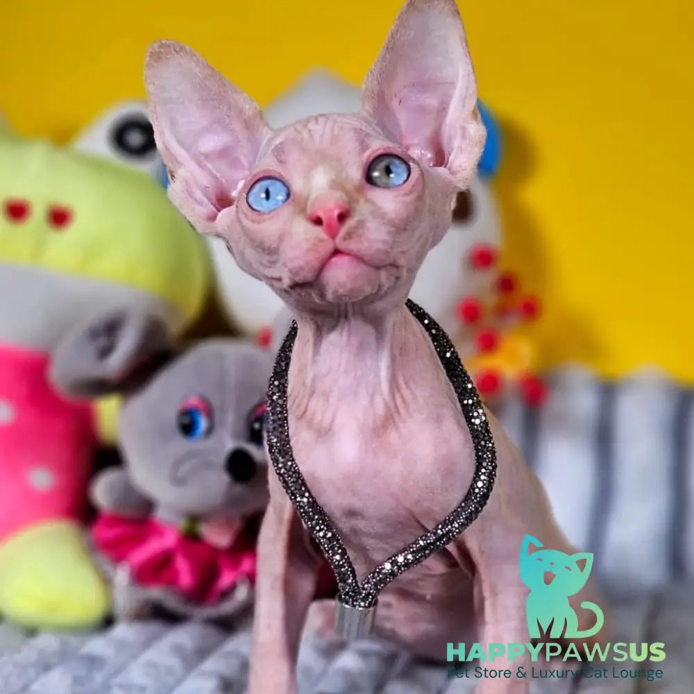 Pharaoh Canadian Sphynx male red tabby - live animals