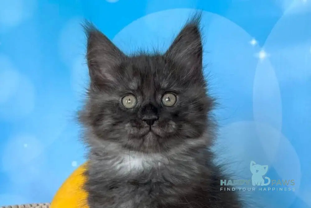 Pharaoh Maine Coon male black silver live animals