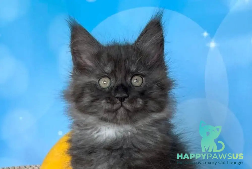 Pharaoh Maine Coon male black silver live animals