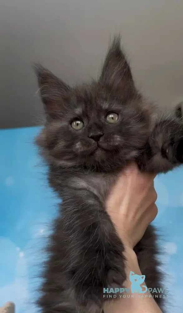 Pharaoh Maine Coon male black silver live animals