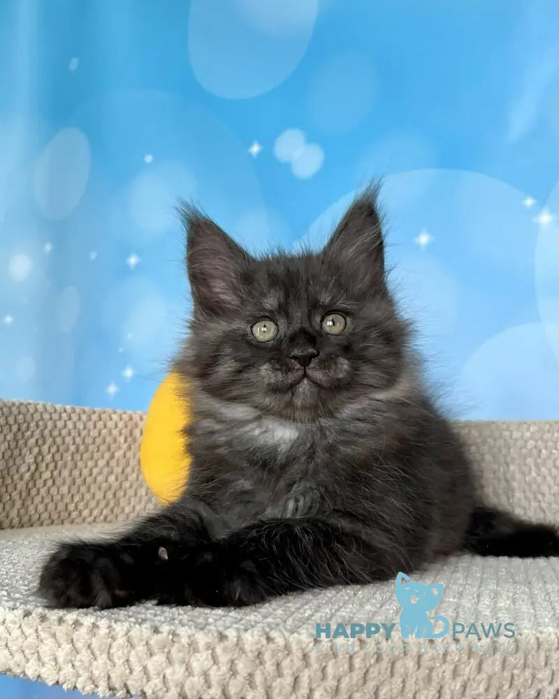 Pharaoh Maine Coon male black silver live animals