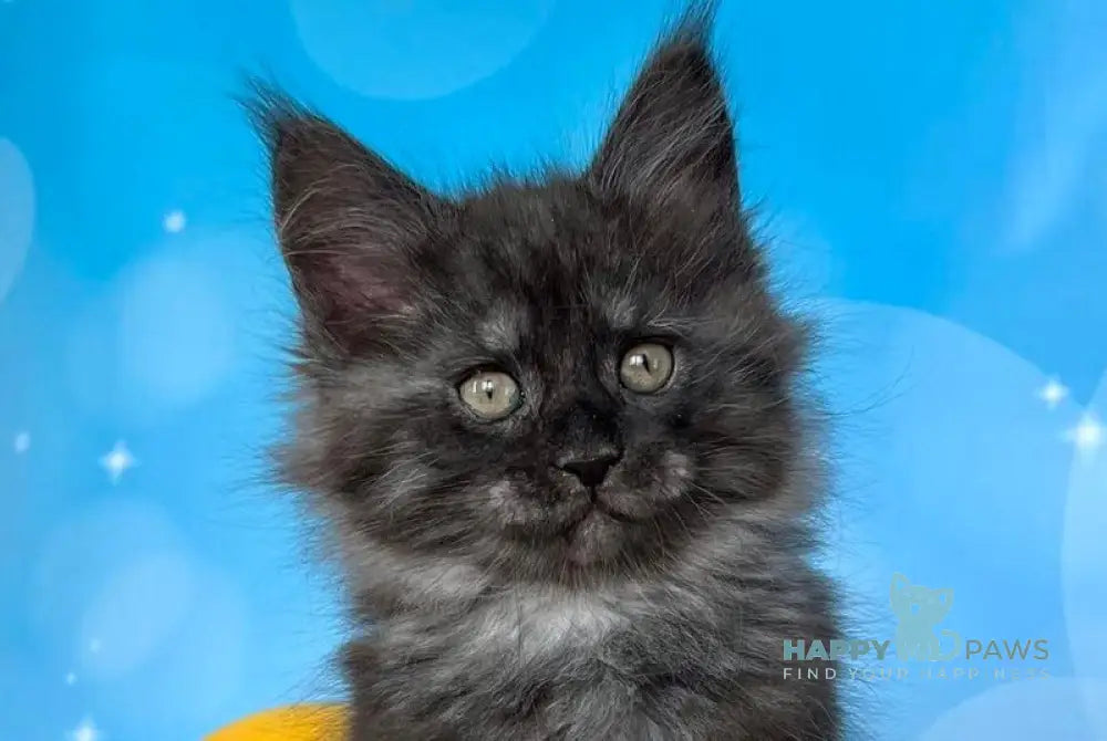 Pharaoh Maine Coon male black silver live animals