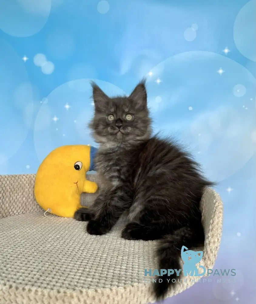 Pharaoh Maine Coon male black silver live animals