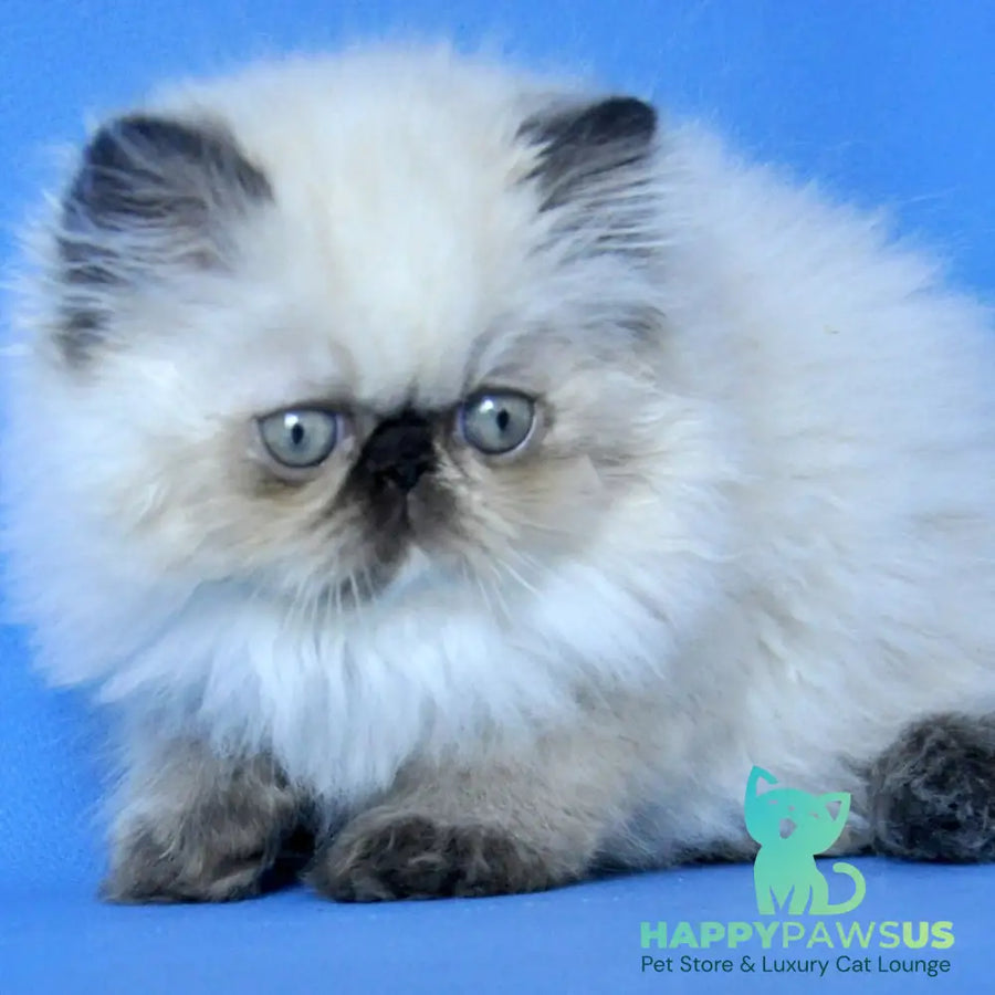 Philadelfia Persian female black pointed - live animals