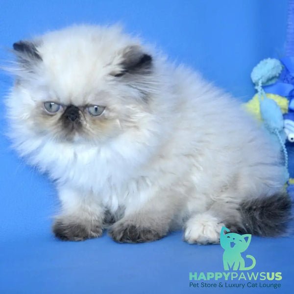 Philadelfia Persian female black pointed - live animals