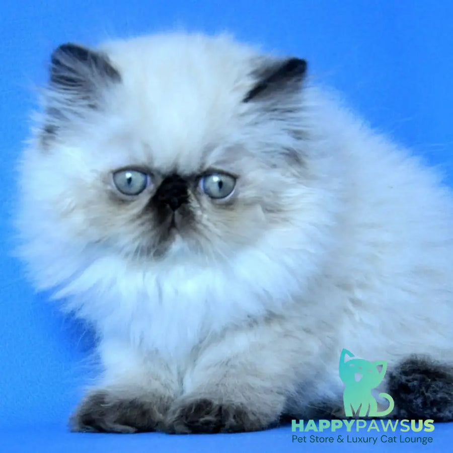 Philadelfia Persian female black pointed - live animals