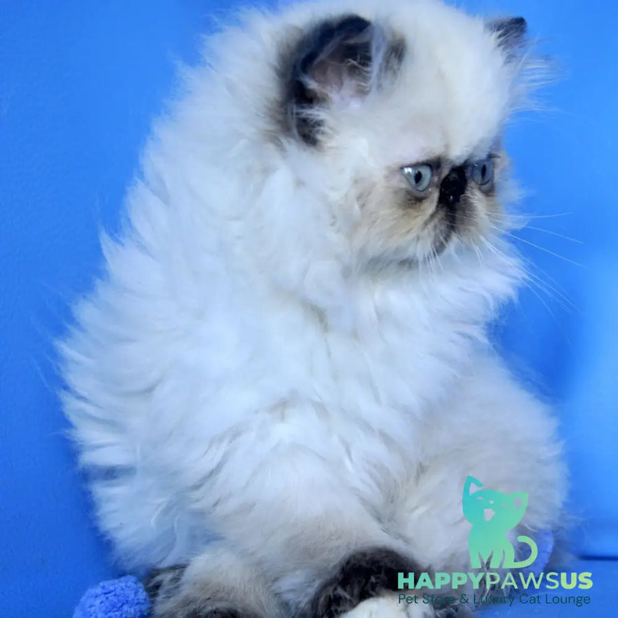 Philadelfia Persian female black pointed - live animals
