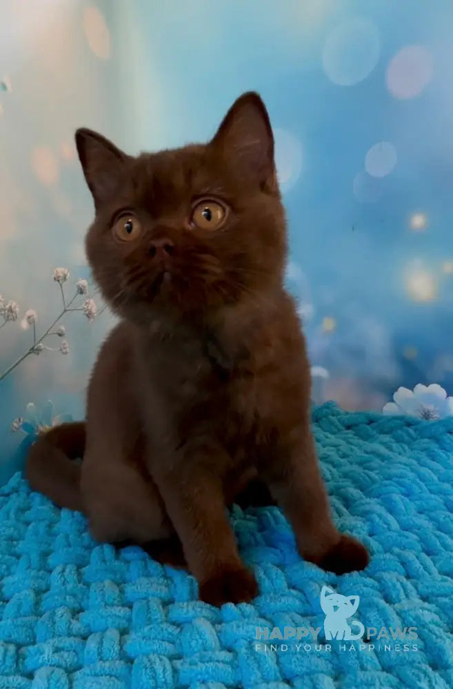 Philip British Shorthair male chocolate live animals