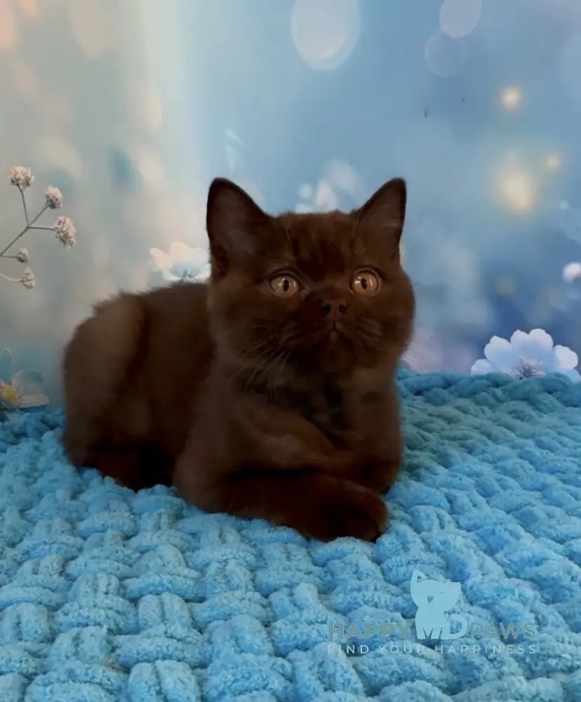 Philip British Shorthair male chocolate live animals