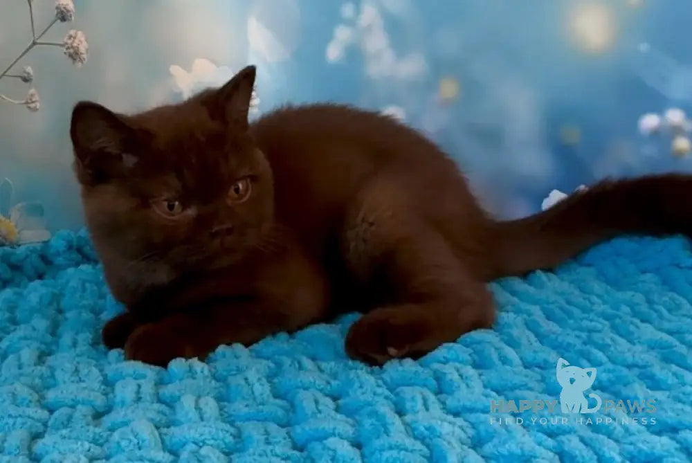 Philip British Shorthair male chocolate live animals