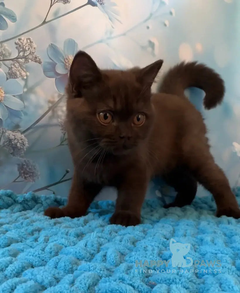 Philip British Shorthair male chocolate live animals
