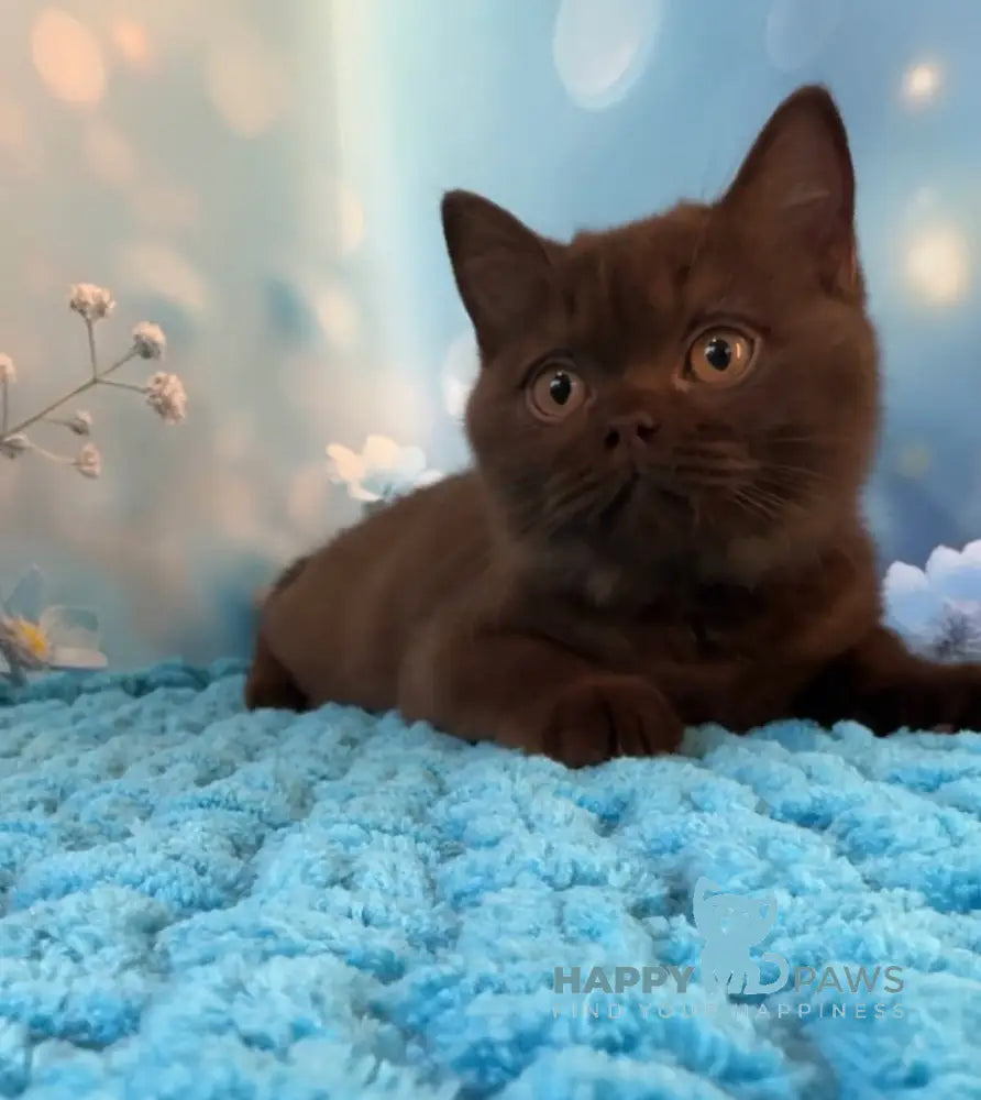 Philip British Shorthair male chocolate live animals