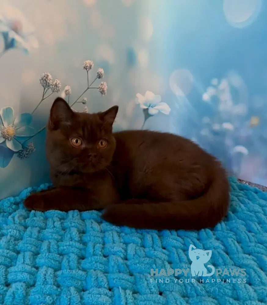 Philip British Shorthair male chocolate live animals