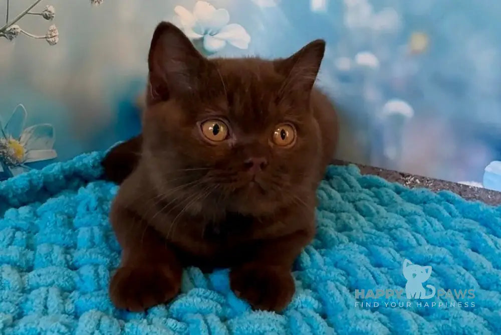 Philip British Shorthair male chocolate live animals
