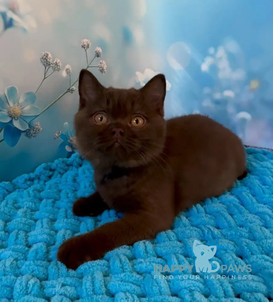 Philip British Shorthair male chocolate live animals