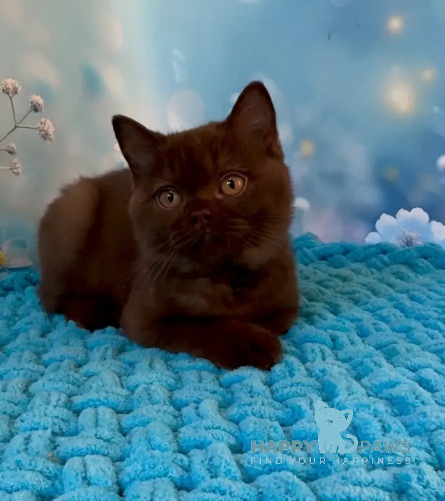 Philip British Shorthair male chocolate live animals