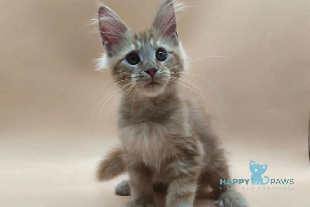Philip Maine Coon male polydactyl red tabby live animals