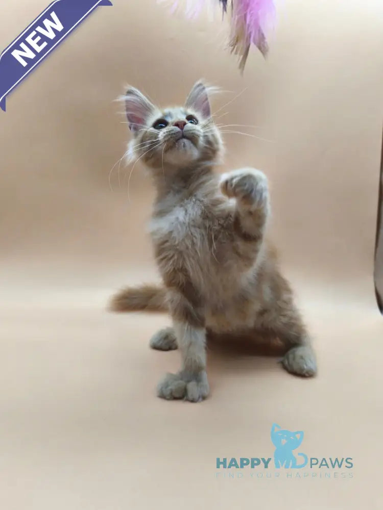 Philip Maine Coon male polydactyl red tabby live animals