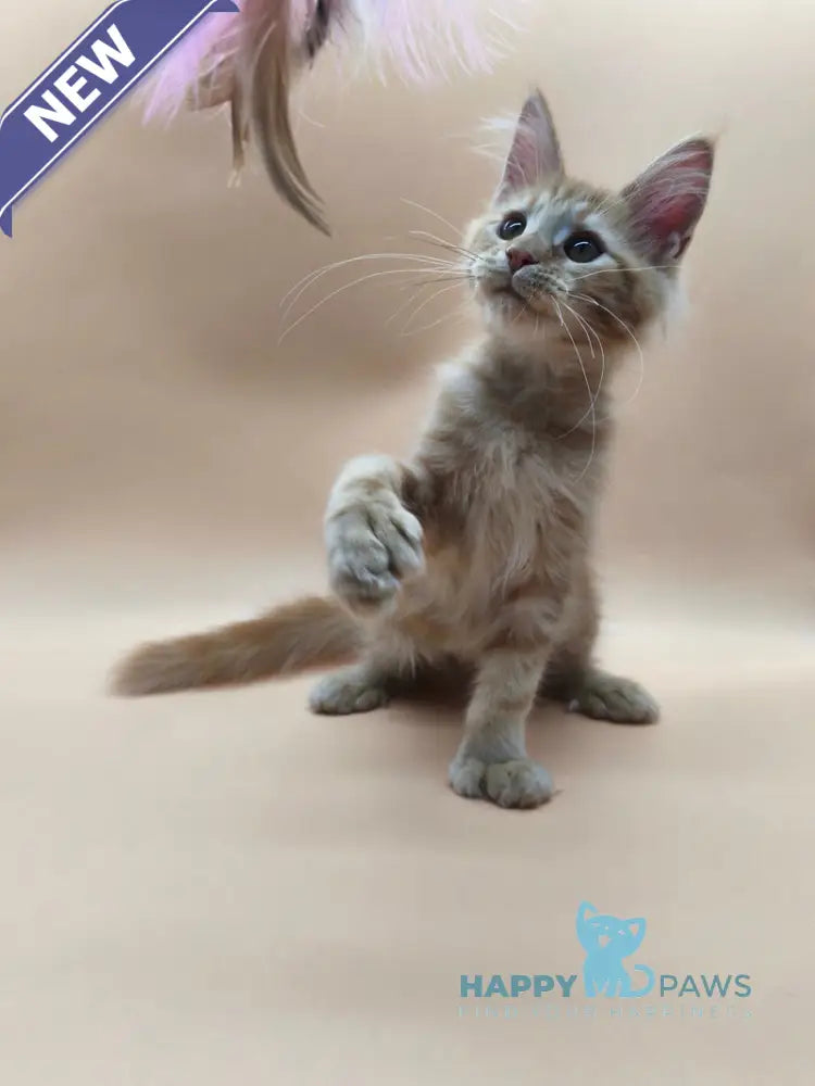 Philip Maine Coon male polydactyl red tabby live animals