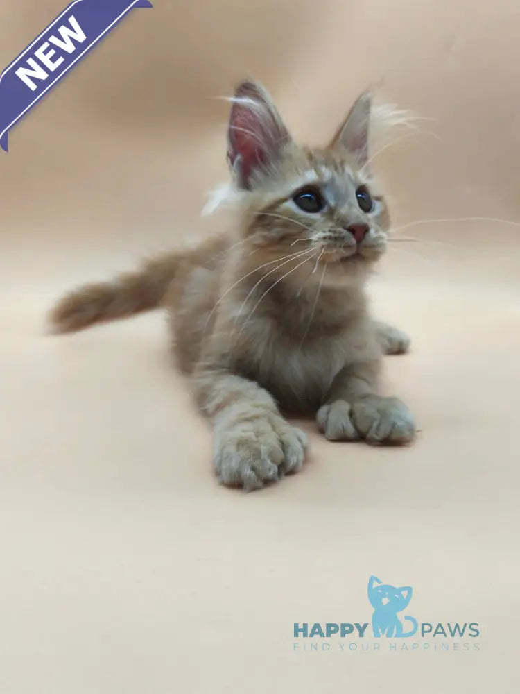 Philip Maine Coon male polydactyl red tabby live animals