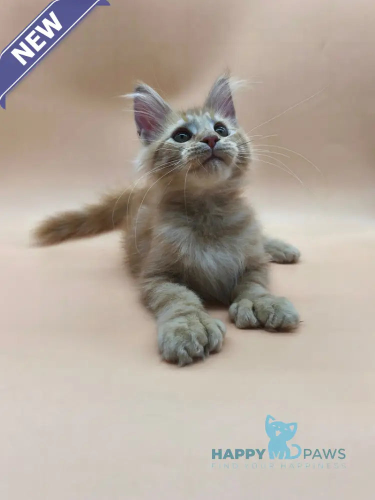 Philip Maine Coon male polydactyl red tabby live animals