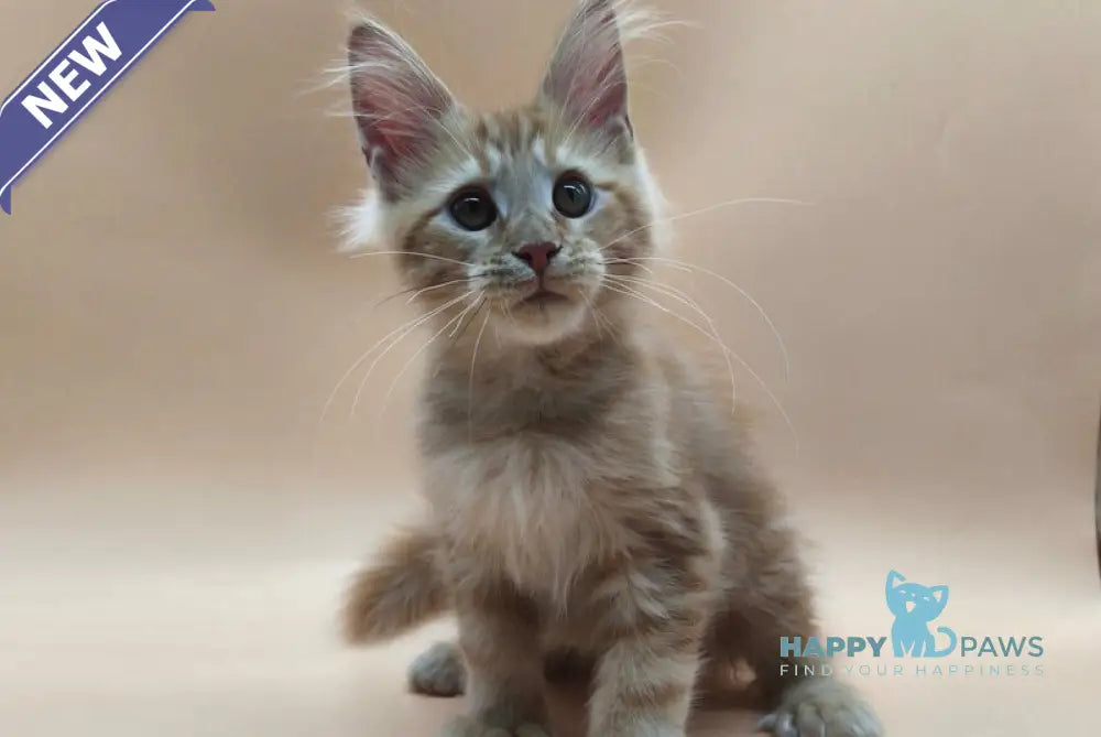 Philip Maine Coon male polydactyl red tabby live animals