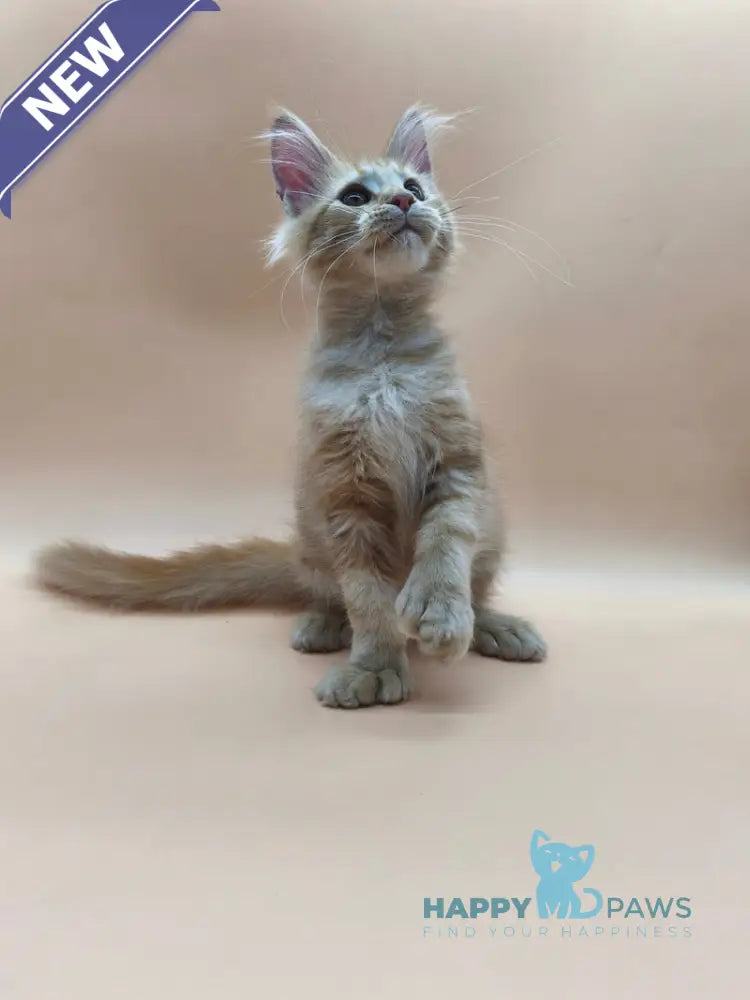 Philip Maine Coon male polydactyl red tabby live animals