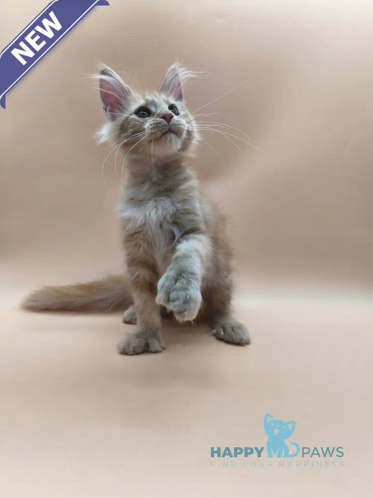 Philip Maine Coon male polydactyl red tabby live animals