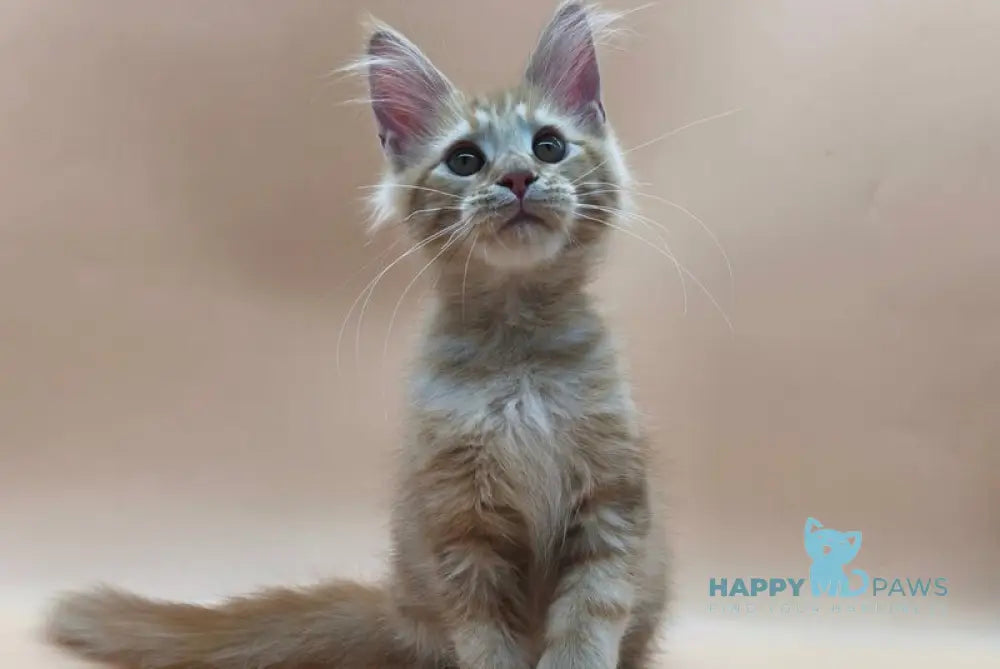 Philip Maine Coon male polydactyl red tabby live animals