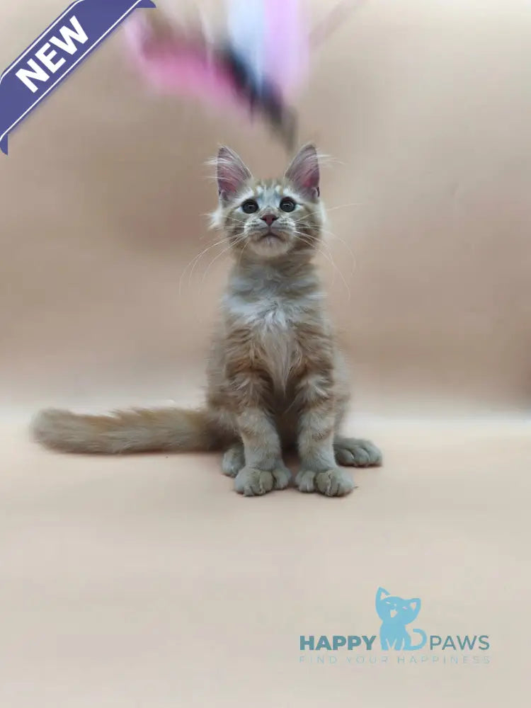 Philip Maine Coon male polydactyl red tabby live animals