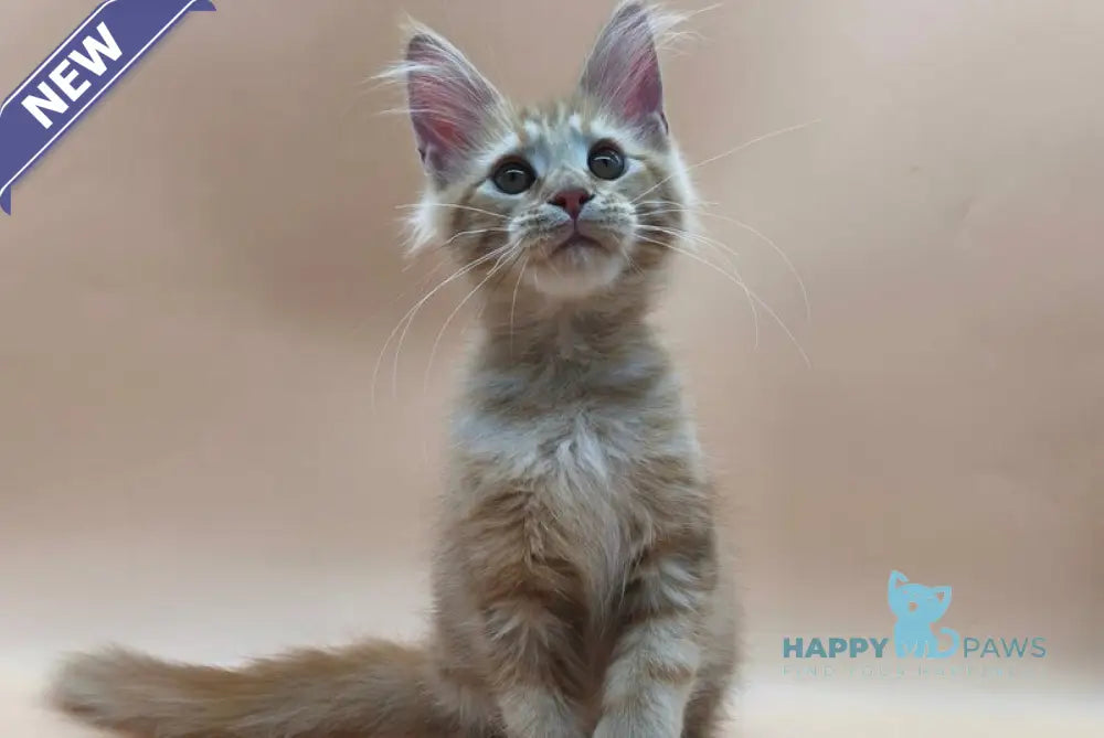 Philip Maine Coon male polydactyl red tabby live animals