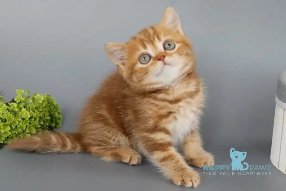 Philippa Scottish Straight female cinnamon tabby live animals