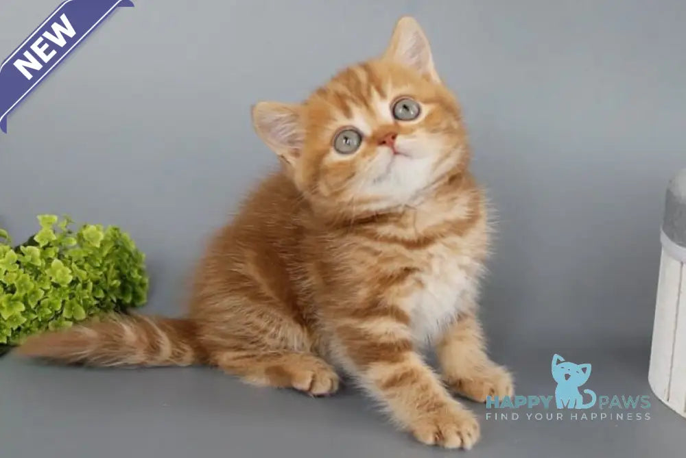 Philippa Scottish Straight female cinnamon tabby live animals
