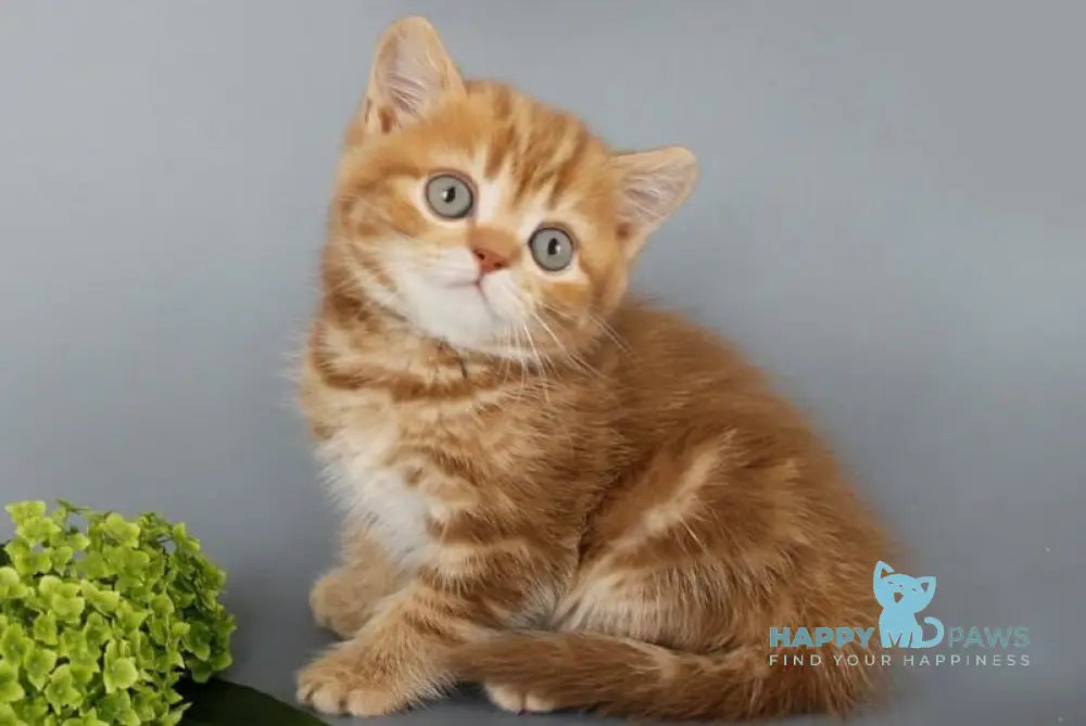 Philippa Scottish Straight female cinnamon tabby live animals