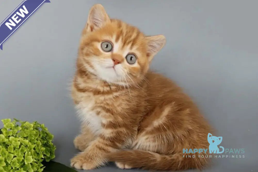 Philippa Scottish Straight female cinnamon tabby live animals