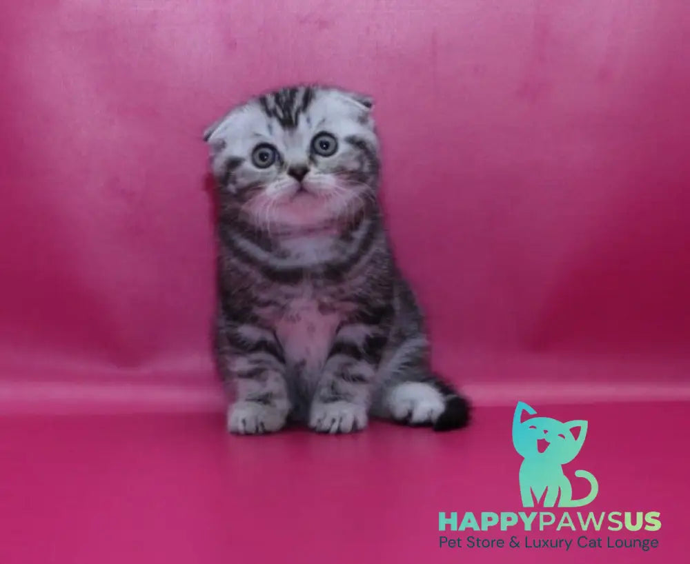 Phillip Scottish Fold male black silver tabby live animals
