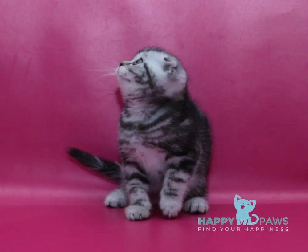 Phillip Scottish Fold male black silver tabby live animals