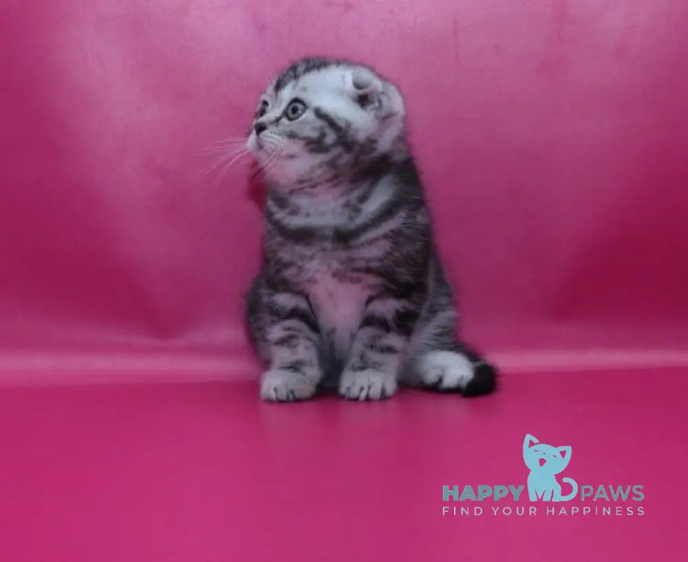 Phillip Scottish Fold male black silver tabby live animals