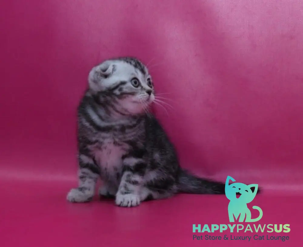 Phillip Scottish Fold male black silver tabby live animals