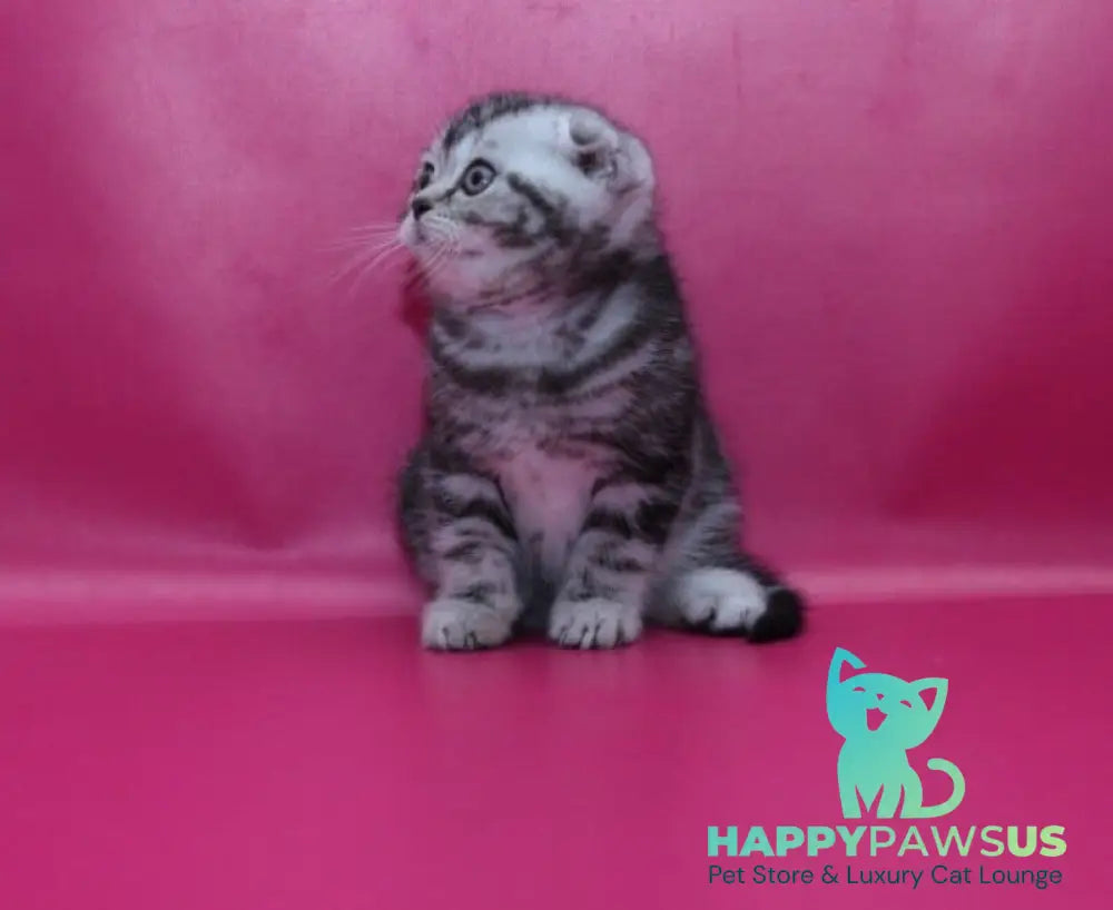 Phillip Scottish Fold male black silver tabby live animals