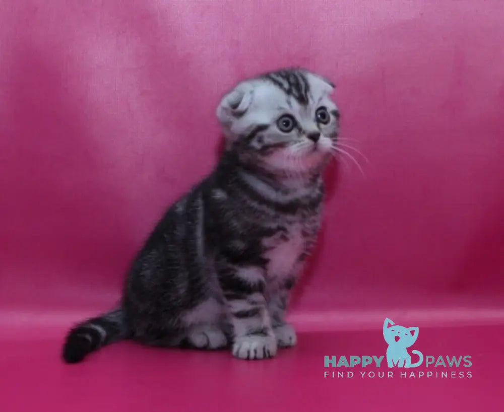 Phillip Scottish Fold male black silver tabby live animals