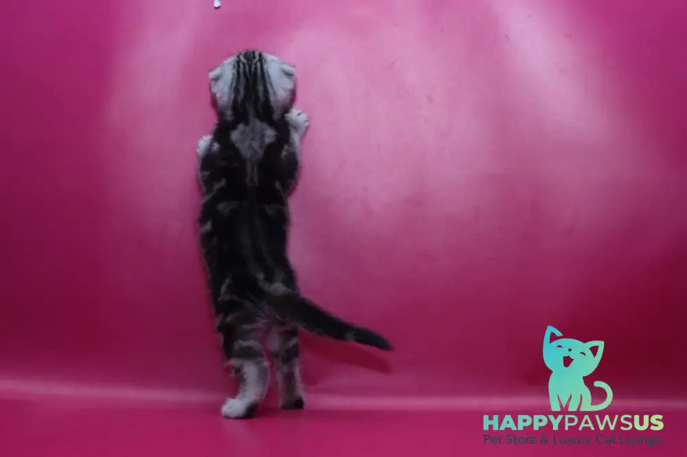 Phillip Scottish Fold male black silver tabby live animals